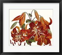 Striking Coral Botanicals II Framed Print