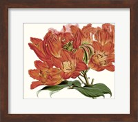 Striking Coral Botanicals III Fine Art Print