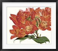 Striking Coral Botanicals III Fine Art Print