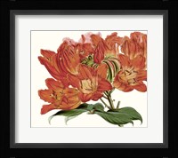 Striking Coral Botanicals III Framed Print