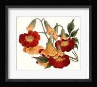 Striking Coral Botanicals IV Framed Print