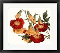 Striking Coral Botanicals IV Fine Art Print