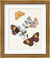 Butterflies & Moths I Fine Art Print