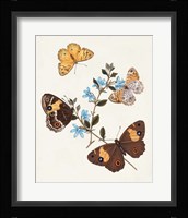Butterflies & Moths I Framed Print