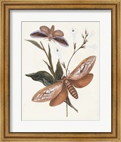 Butterflies & Moths II Fine Art Print