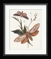 Butterflies & Moths II Framed Print