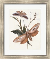 Butterflies & Moths II Fine Art Print