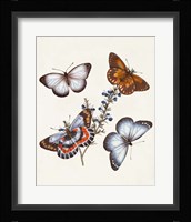 Butterflies & Moths III Framed Print