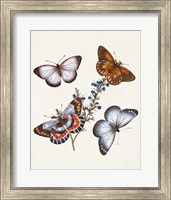 Butterflies & Moths III Fine Art Print
