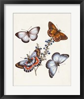 Butterflies & Moths III Fine Art Print