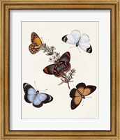 Butterflies & Moths IV Fine Art Print