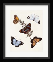 Butterflies & Moths IV Framed Print