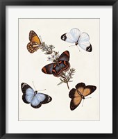 Butterflies & Moths IV Framed Print