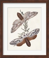 Butterflies & Moths V Fine Art Print