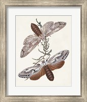 Butterflies & Moths V Fine Art Print