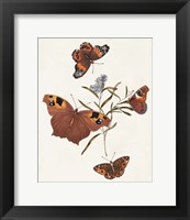 Butterflies & Moths VI Fine Art Print