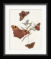 Butterflies & Moths VI Framed Print