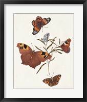 Butterflies & Moths VI Framed Print