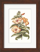 Flowering Hibiscus I Fine Art Print