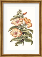 Flowering Hibiscus I Fine Art Print