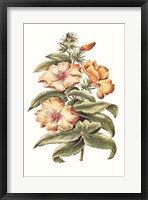 Flowering Hibiscus I Framed Print
