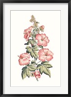 Flowering Hibiscus II Fine Art Print