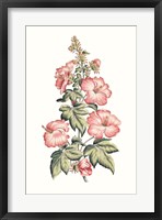 Flowering Hibiscus II Framed Print