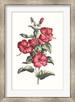 Flowering Hibiscus III Fine Art Print