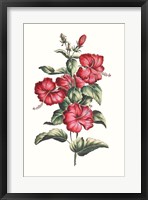 Flowering Hibiscus III Framed Print