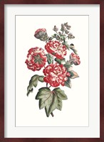 Flowering Hibiscus IV Fine Art Print