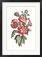 Flowering Hibiscus IV Framed Print