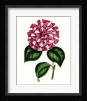 Grand Blooms I Framed Print