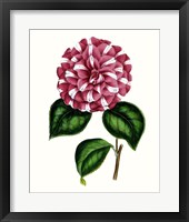 Grand Blooms I Framed Print