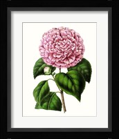 Grand Blooms II Framed Print