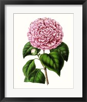 Grand Blooms II Framed Print