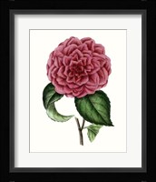 Grand Blooms III Framed Print