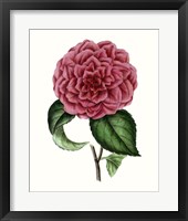 Grand Blooms III Framed Print