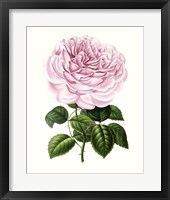 Grand Blooms IV Framed Print