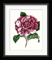 Grand Blooms V Framed Print