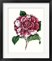 Grand Blooms V Framed Print