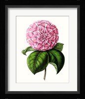 Grand Blooms VI Framed Print