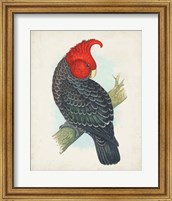 Antique Cockatoo I Fine Art Print