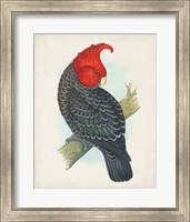 Antique Cockatoo I Fine Art Print
