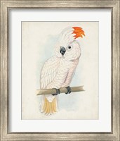 Antique Cockatoo II Fine Art Print