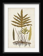 Fern Botanical I Fine Art Print