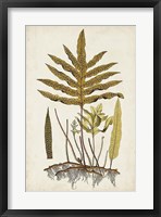 Fern Botanical I Framed Print