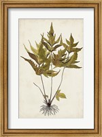 Fern Botanical II Fine Art Print