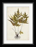 Fern Botanical II Fine Art Print