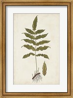 Fern Botanical III Fine Art Print