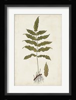 Fern Botanical III Fine Art Print